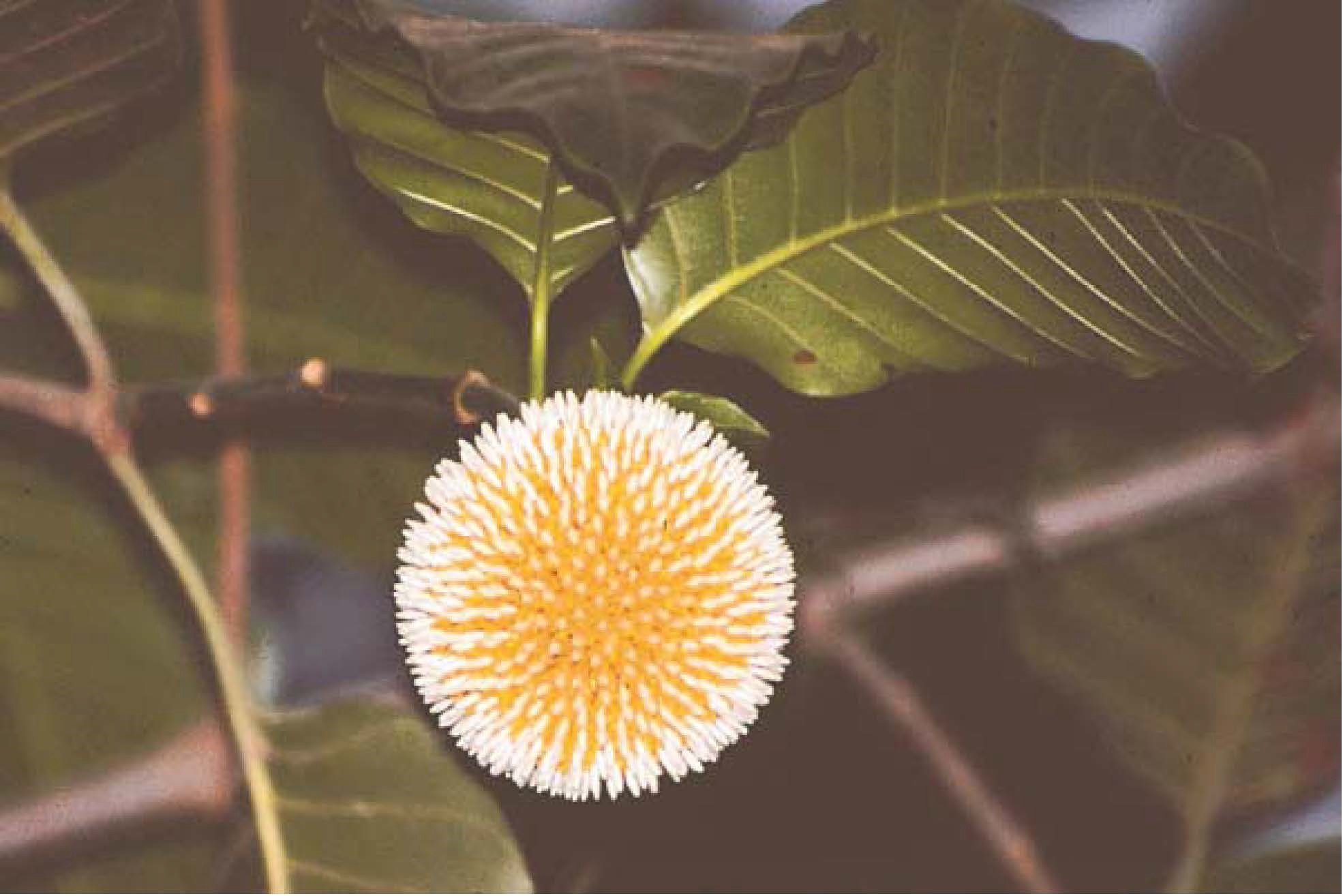 Kadamba Flower